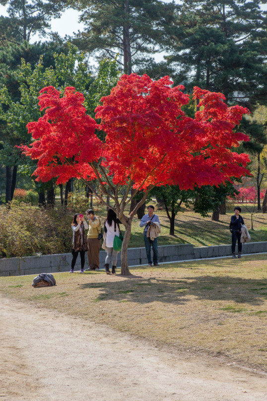 #8_OW_0218_Red Tree